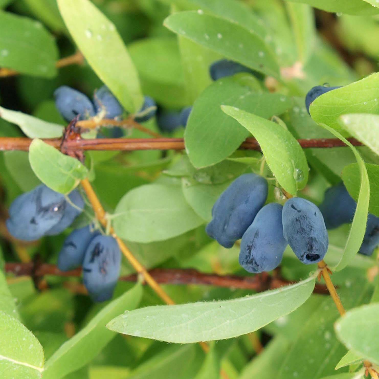 Lonicera kamtschatica Sweet Myberry - Baie de mai Pot de 3L/4L, Buisson, Livré en hauteur 30/40 cm