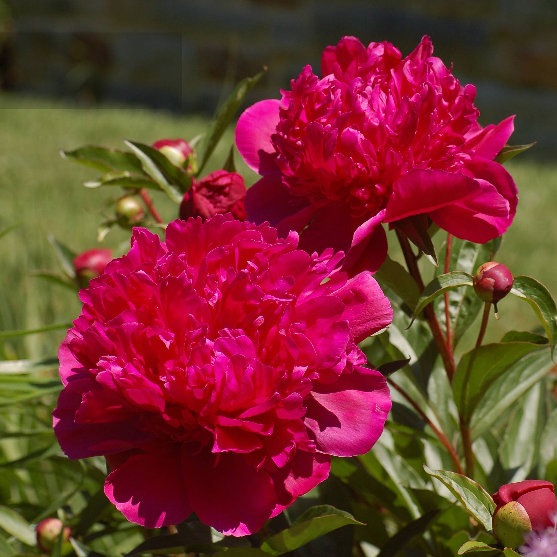 Promesse de Fleurs - Pivoine lactiflora Big Ben Souche 3/5 yeux