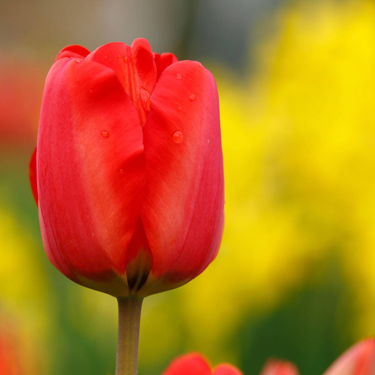 Promesse de Fleurs - Tulipe simple hâtive Paradiso Bulbe calibre 11+ (par 10)
