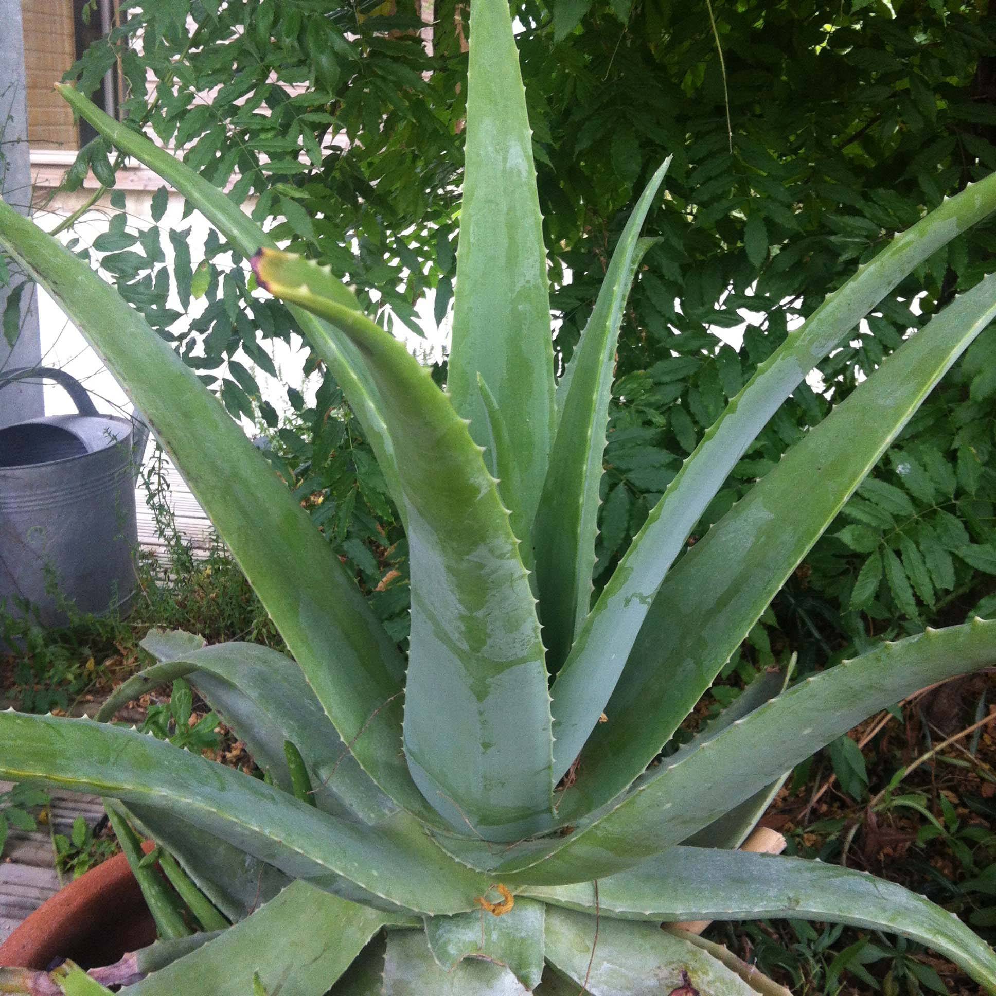 Aloe vera - Aloes des Barbades Pot de 2L/3L