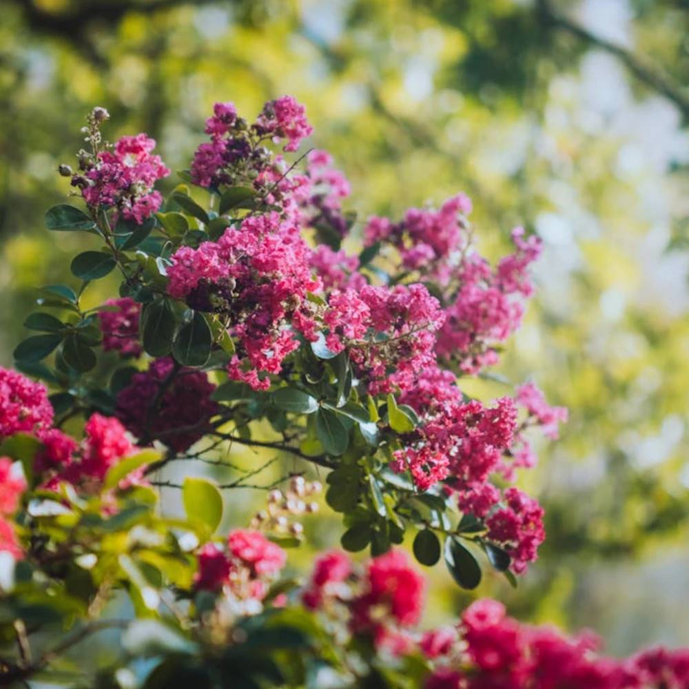 Lilas des Indes La Mousson, Lagerstroemia à fleurs Rose - feuillage Caduc - Pot de 3L - Touffe-  hauteur à maturité De 3,00 m à 5,00 m - Image 1