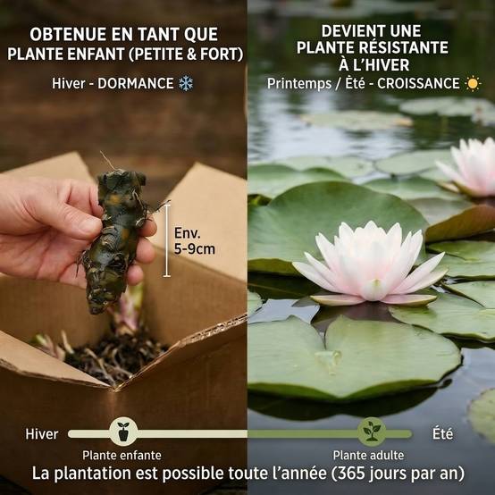 0 - Nénuphar Blanc - Set Complet - incl. Panier Substrat Gravier Aliment - Image 5