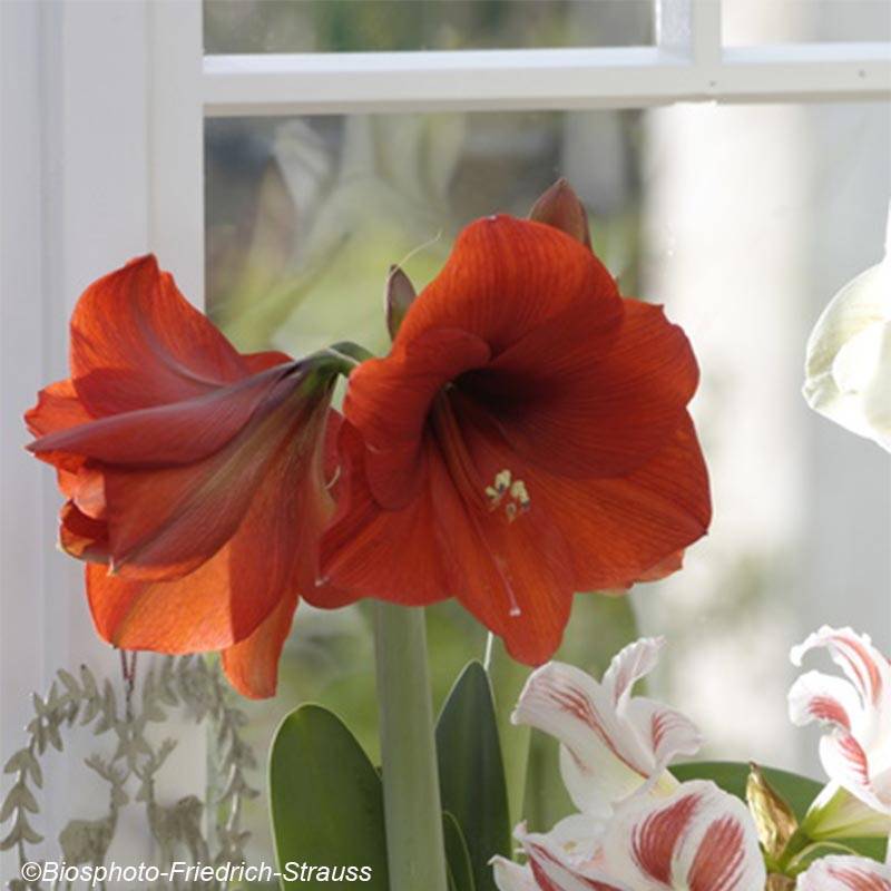 Promesse de Fleurs - Amaryllis Red Lion Bulbe calibre 30/32, Extra