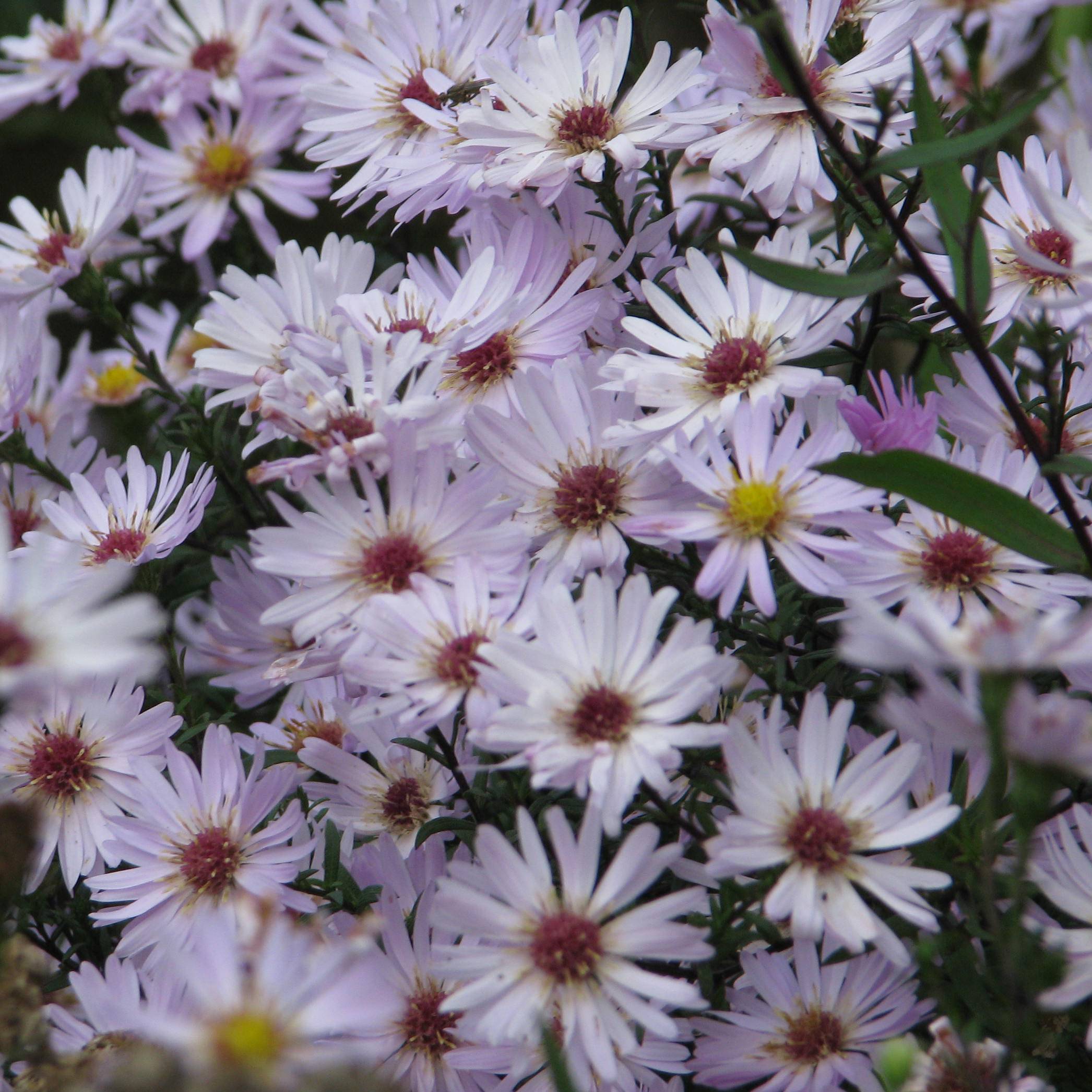 Aster Le Vasterival - Aster d'automne Godet de 8/9 cm