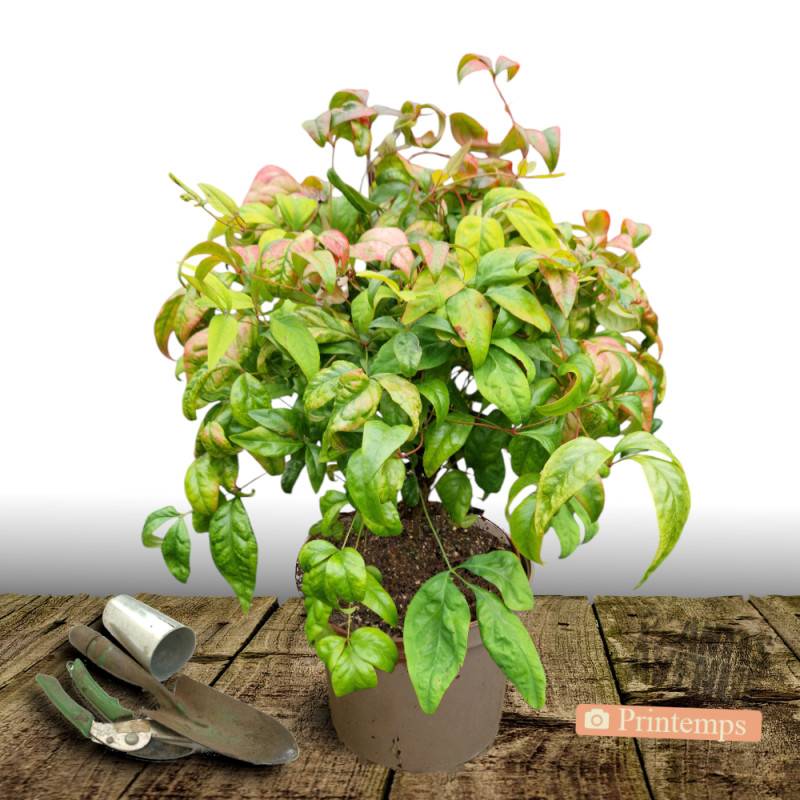 Bambou sacré Fire Power, Nandina - Pot de 7,5L - 60/80 cm - Image 5