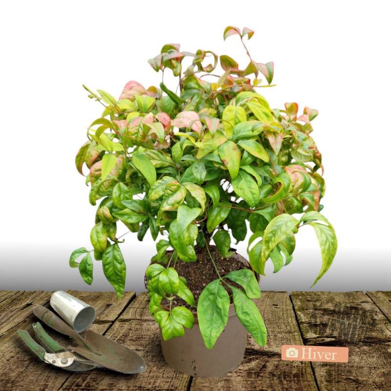 Bambou sacré Fire Power, Nandina - Pot de 7,5L - 60/80 cm - Image 4