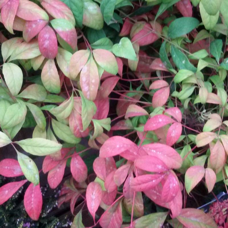 Bambou sacré Fire Power, Nandina - Pot de 7,5L - 60/80 cm - Image 1