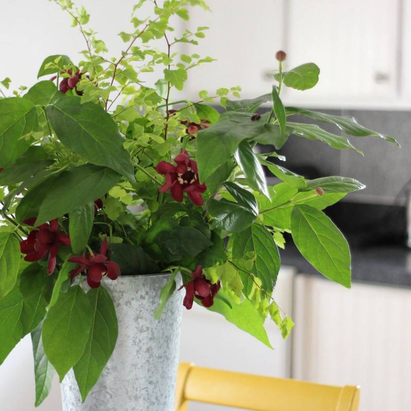 Arbre aux anémones Aphrodite®, Calycanthus à fleurs Rouge/ - feuillage Caduc - Pot de 3L - 40/60 cm