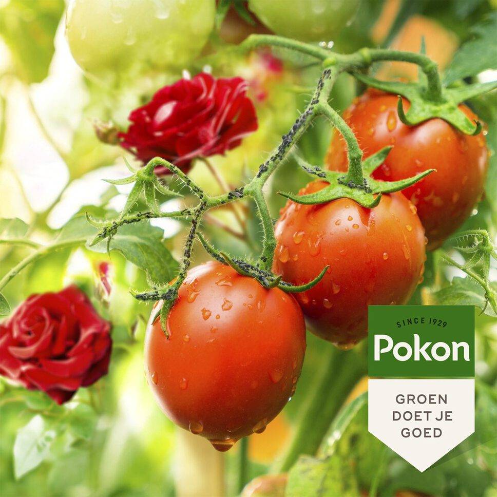 Pokon - Pokon spray anti-insectes pour plantes – 800ml - Image 2