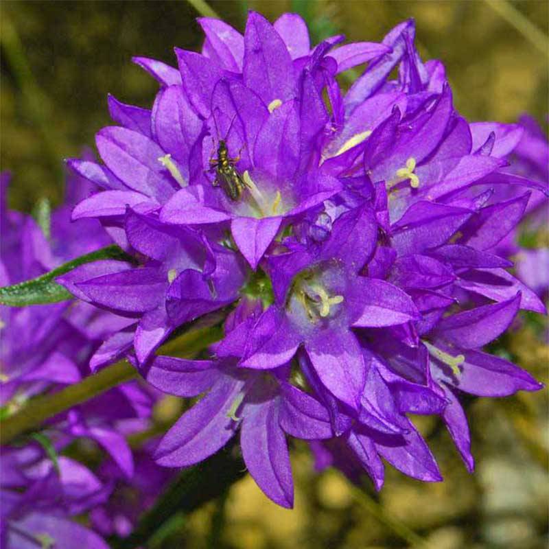 Promesse de Fleurs - Campanule glomerata Joan Elliot - Campanule à Bouquet Godet de 8/9 cm