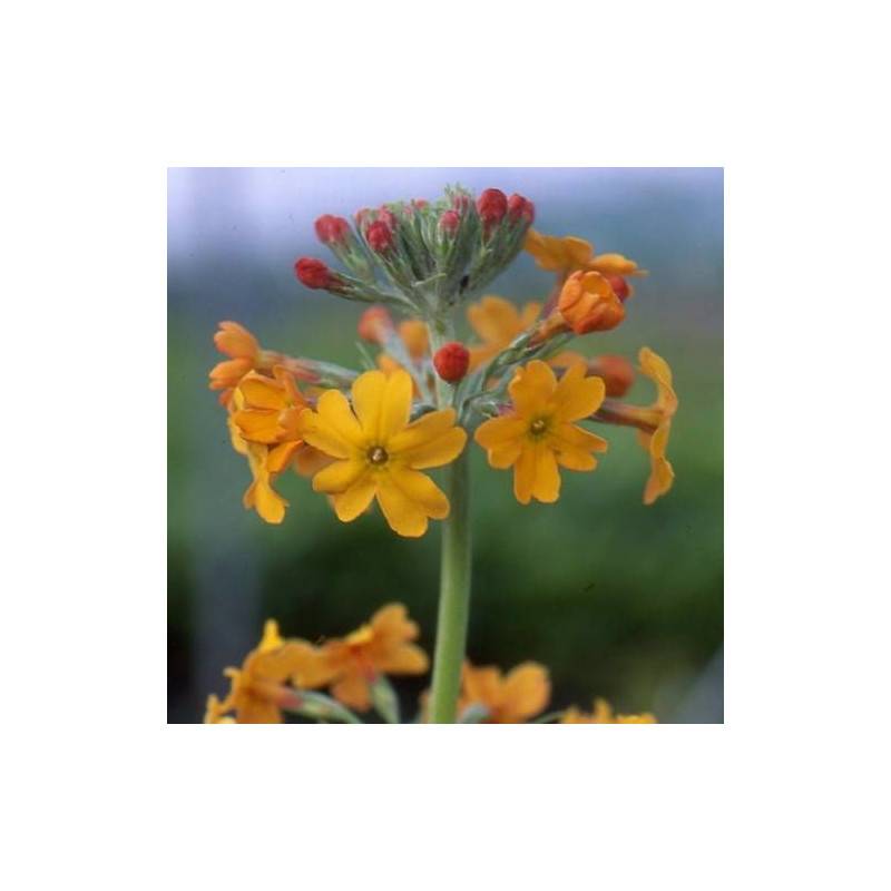Primevère bullesiana à fleurs Orange/ - feuillage Caduc - Godet - 5/20 cm