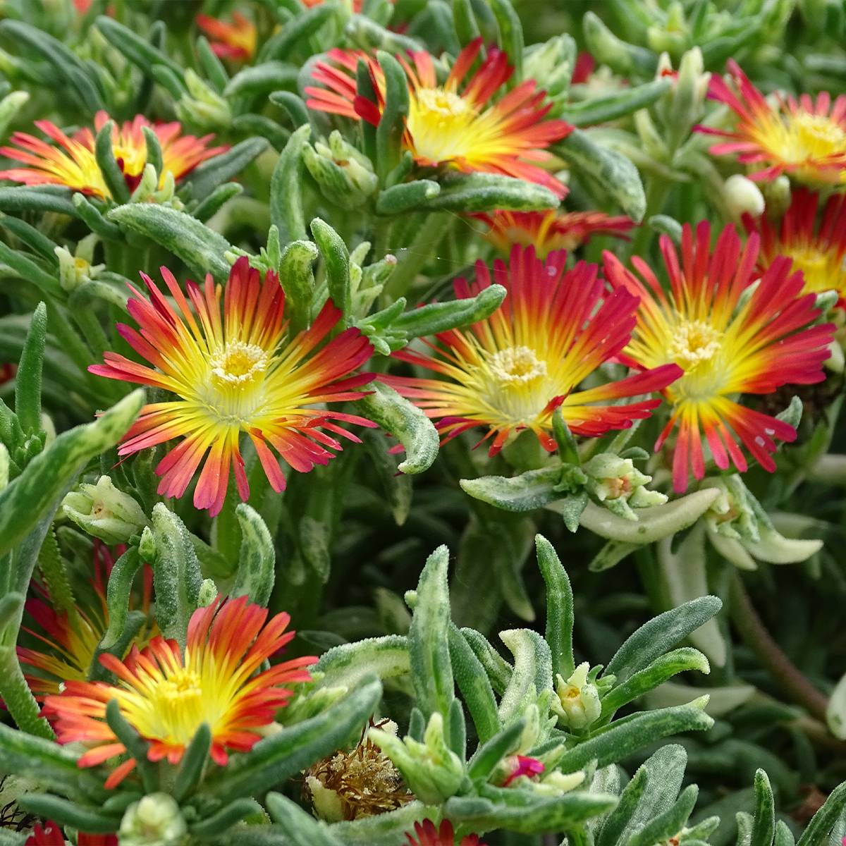 Promesse de Fleurs - Delosperma Wheels of Wonder Fire Godet de 7/8 cm