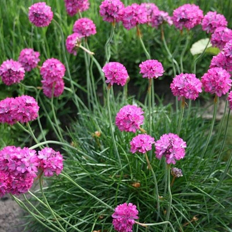 Gazon d'Espagne Ballerina Lilac à fleurs Rouge/ - feuillage Persistant - Godet - 5/20 cm - Imagen 1