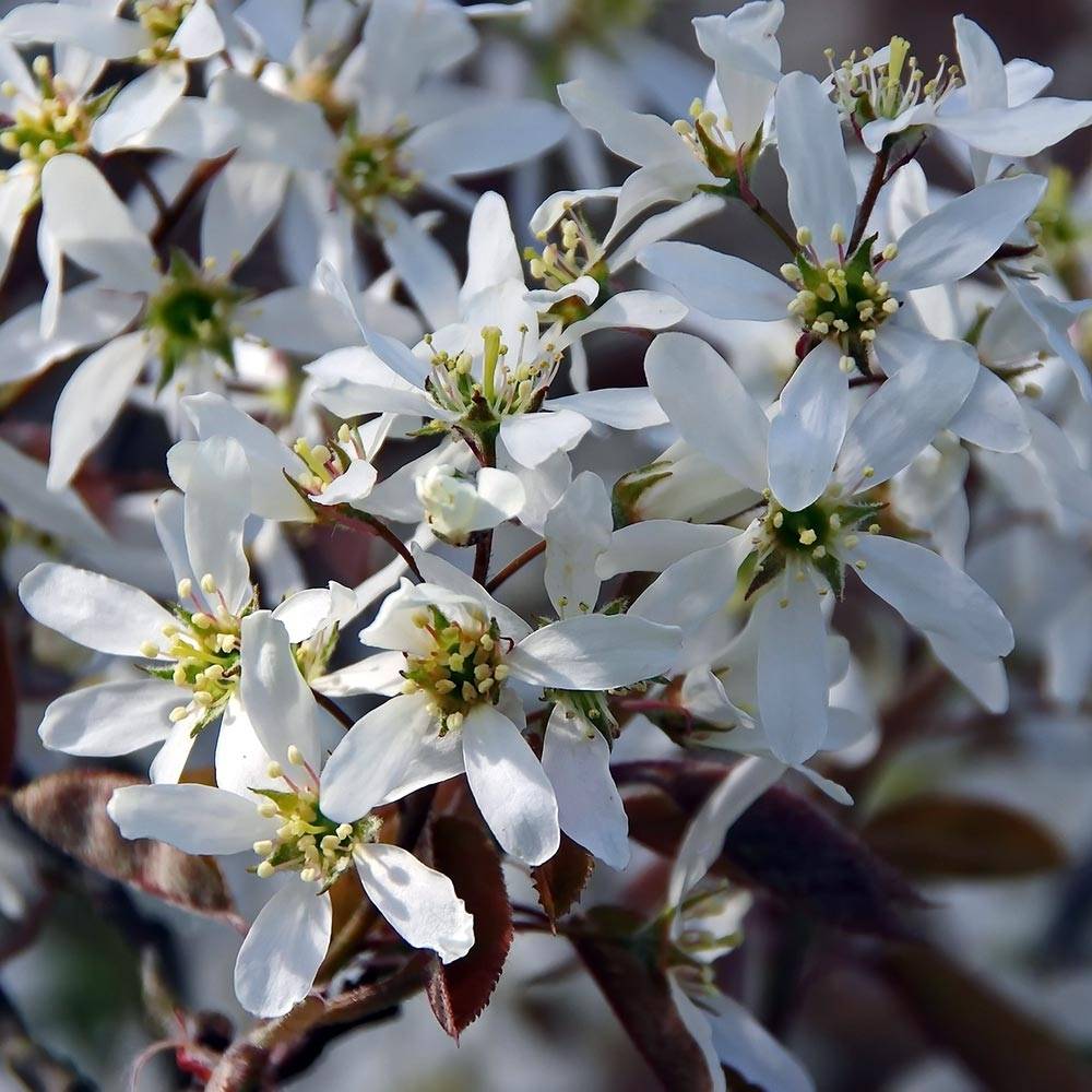 Promesse de Fleurs - Amelanchier canadensis - Amélanchier du Canada Pot de 2L/3L