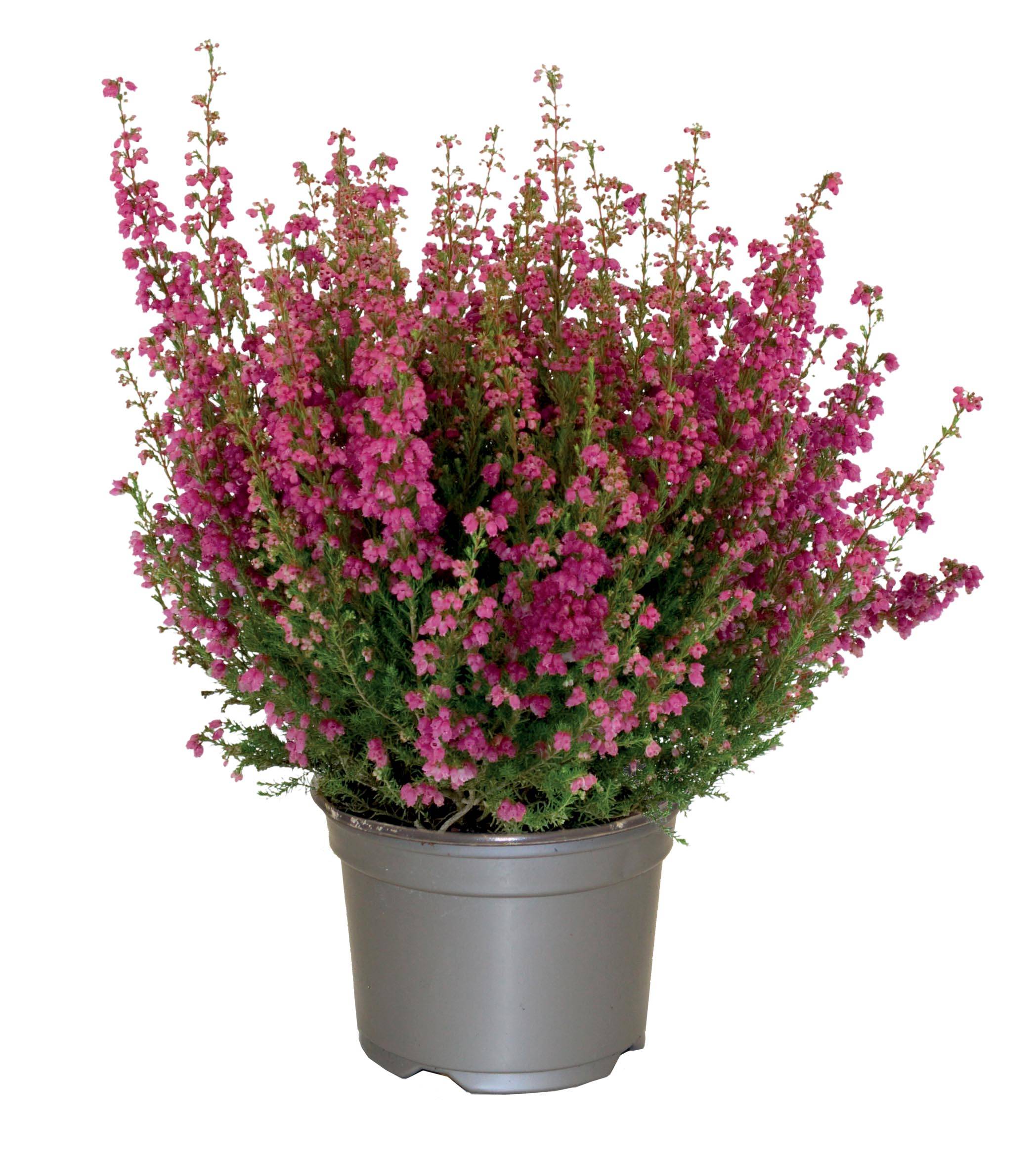 Fleuron D'Anjou - Bruyère gracilis  pot 10,5 cm - Image 1