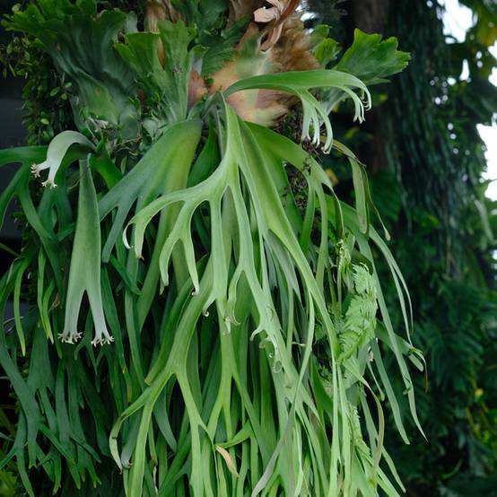 Platycerium bifurcatum - Corne d'élan Mini-plante