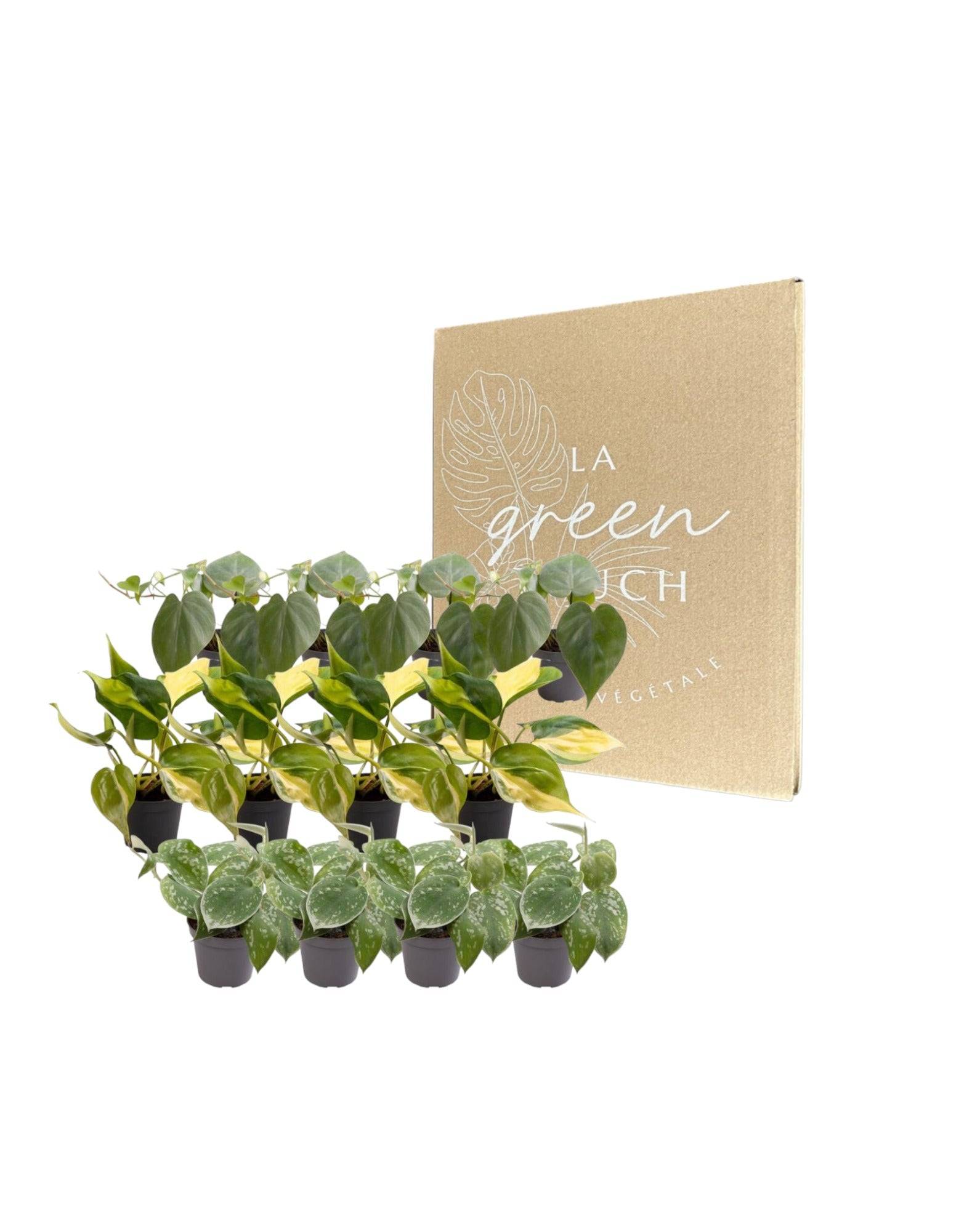Coffret Philodendron Scandens - Lot de 12 plantes 12cm - Plante d'intérieur- La Green Touch - Imagen 2