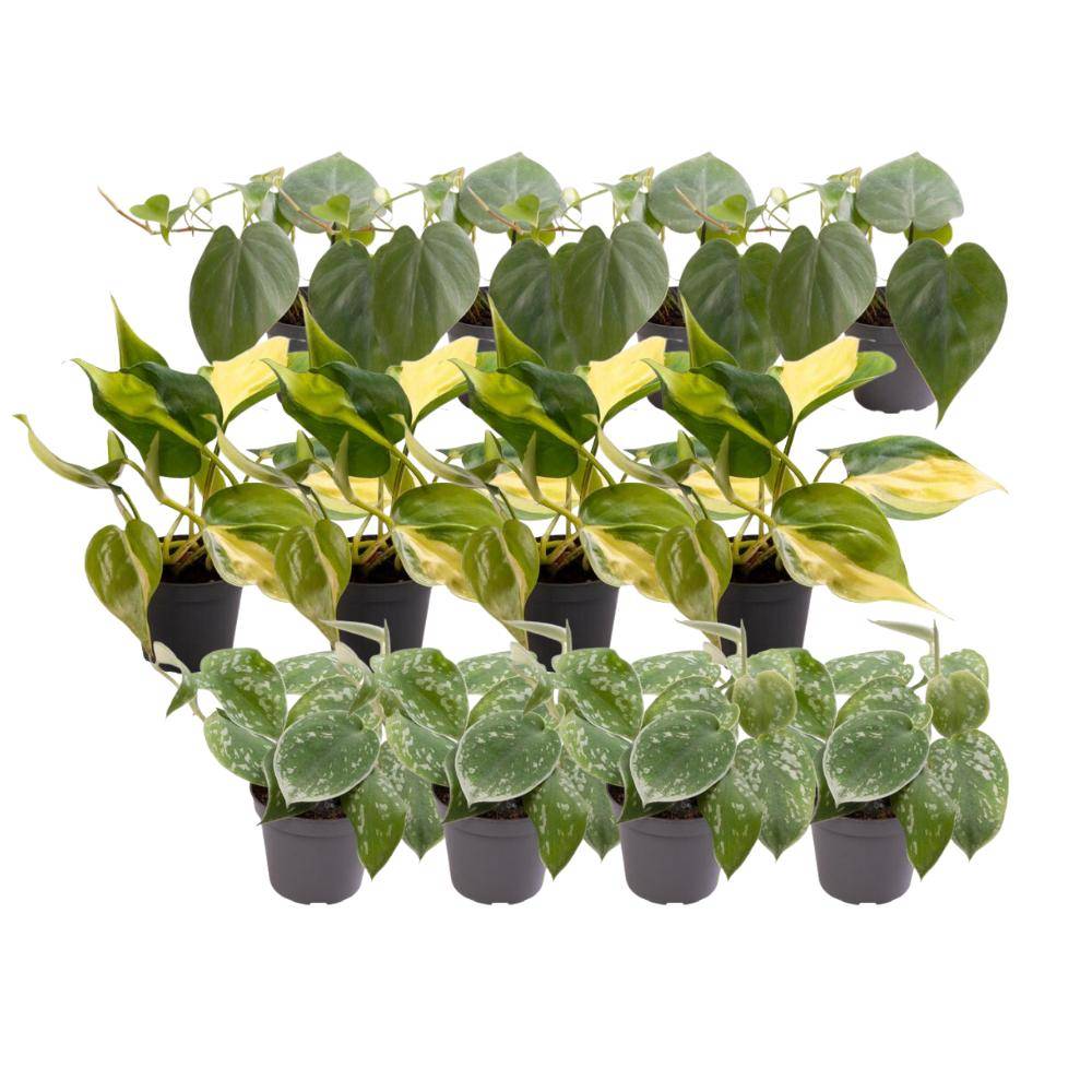 Coffret Philodendron Scandens - Lot de 12 plantes 12cm - Plante d'intérieur- La Green Touch - Imagen 3
