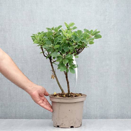 Cotinus Smokey Joe - Arbre à perruque Pot de 3L/4L - Image 2