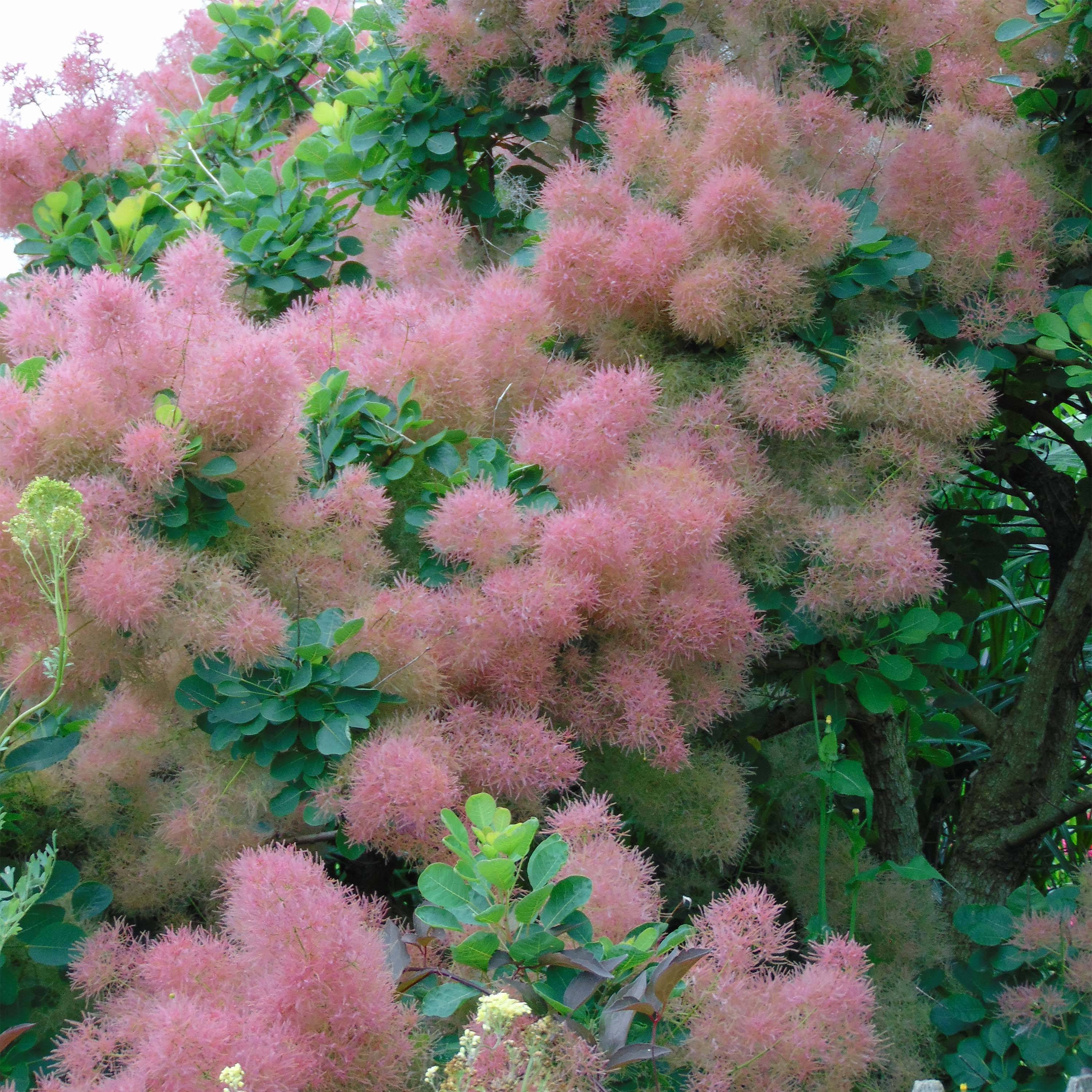 Cotinus Smokey Joe - Arbre à perruque Pot de 3L/4L