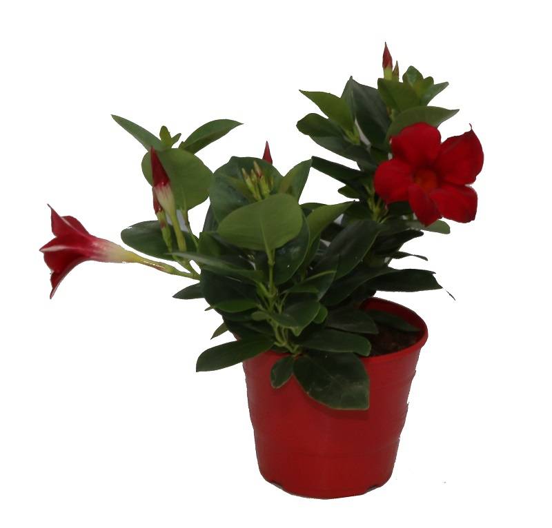 Dipladenia touffe rouge pot 13 cm
