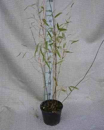 Sans Marque - Fargesia winter joy Taille:Pot de 5 litres ? 80/100 cm - Image 1