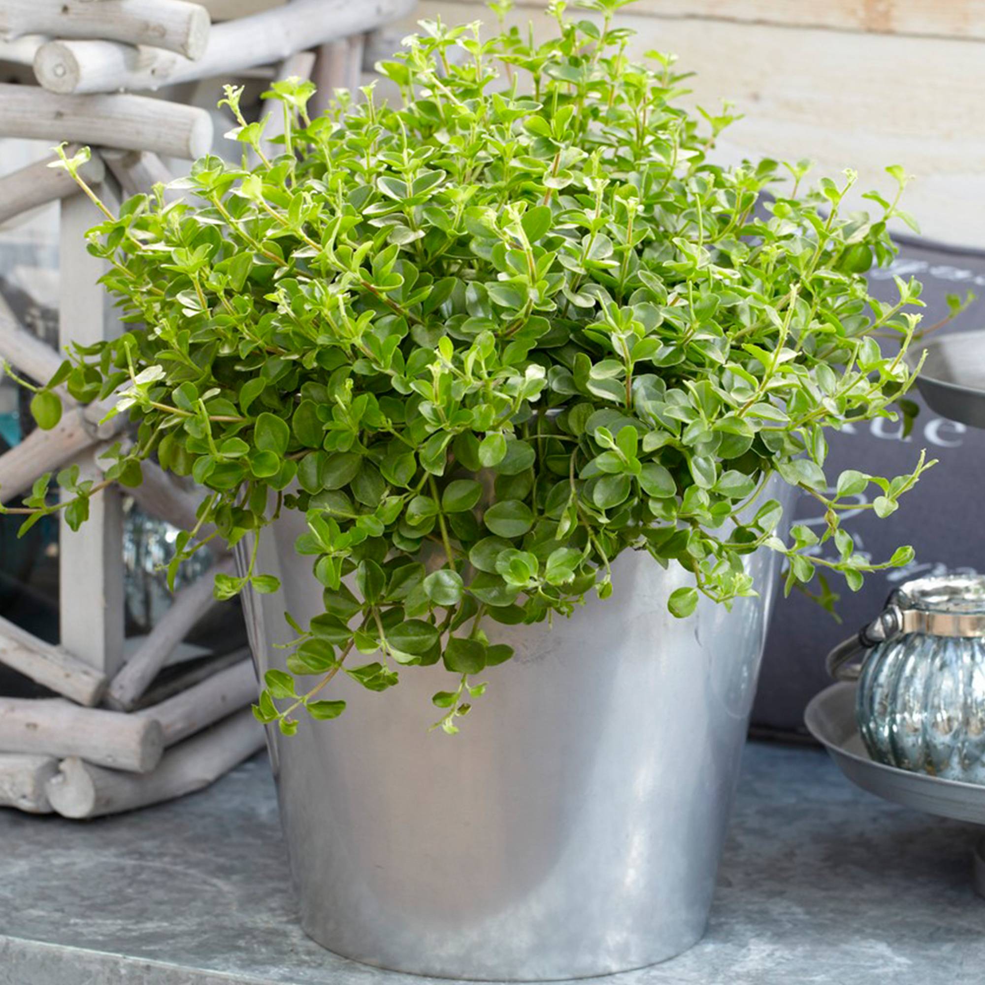 Gardenersdream - Peperomia Rotundifolia | Petite Plante D'Intérieur | De 10 À 15 Cm (Pot Inclus) - GardenersDream - Imagen 1
