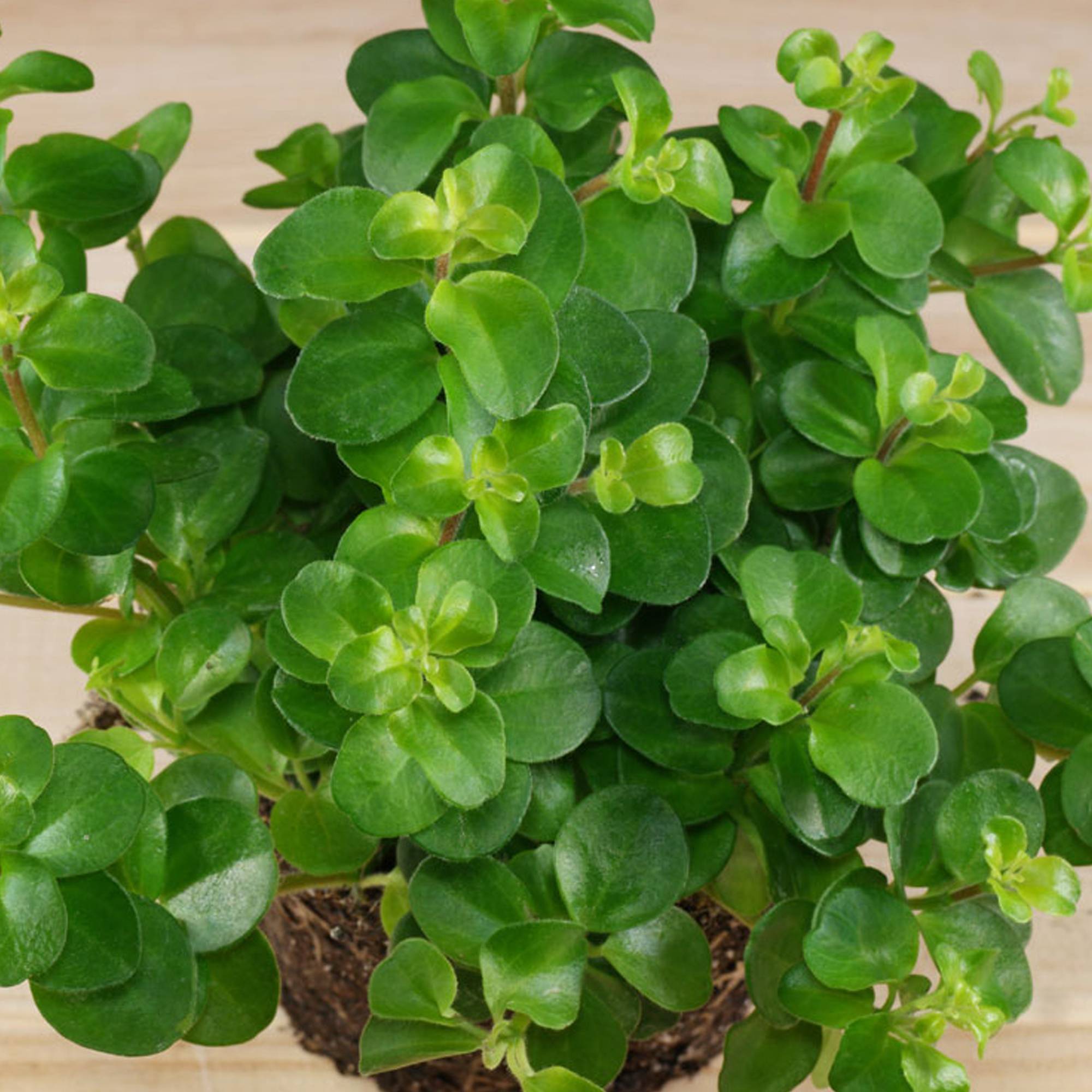 Gardenersdream - Peperomia Rotundifolia | Petite Plante D'Intérieur | De 10 À 15 Cm (Pot Inclus) - GardenersDream - Imagen 2