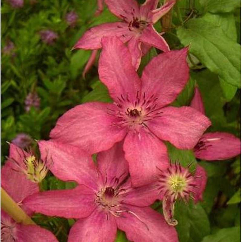 Clématite Barbara à fleurs Rose - feuillage Caduc - Pot de 3L - Echelle bambou 60/120 cm-  hauteur à maturité De 2,00 m à 2,50 m - Imagen 6