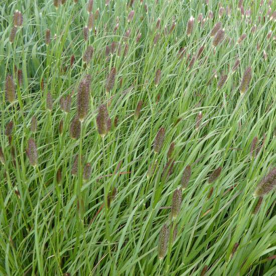 Promesse de Fleurs - Pennisetum massaicum Red Button - Herbe aux écouvillons rouges Godet de 8/9 cm