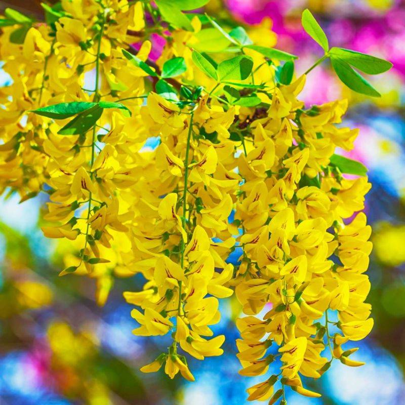 Cytise commun (Laburnum anagyroides) - Godet - Taille 20/40cm - Pépinières Naudet