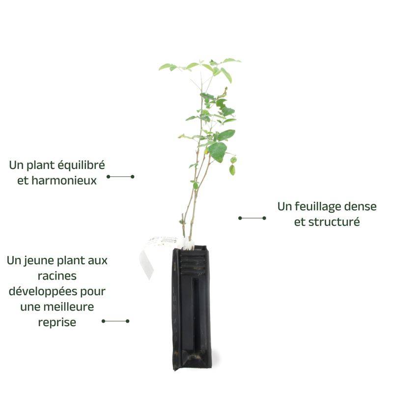 Cytise commun (Laburnum anagyroides) - Godet - Taille 20/40cm - Pépinières Naudet - Imagen 3