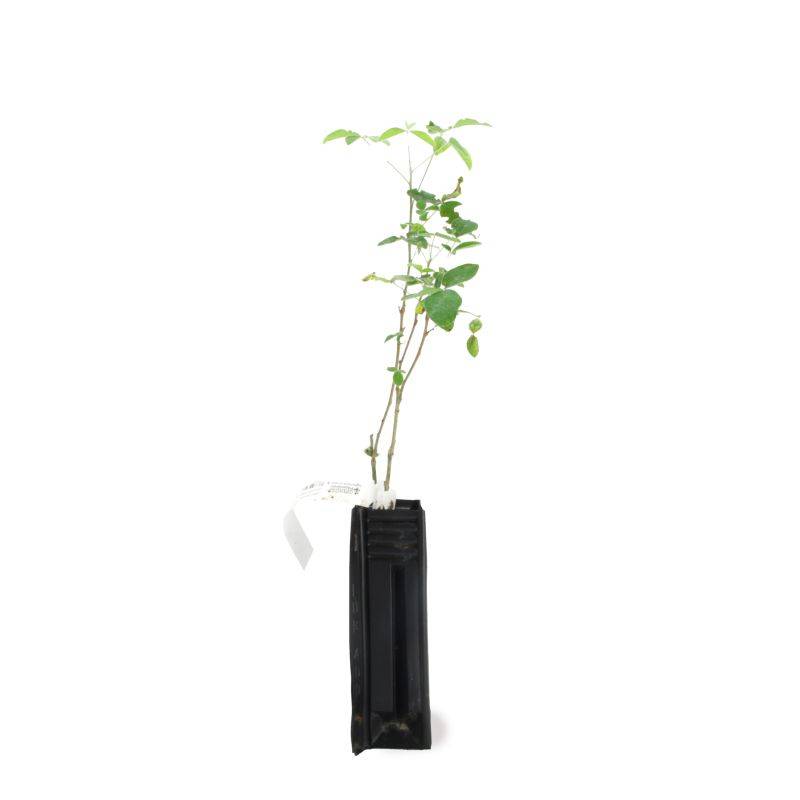 Cytise commun (Laburnum anagyroides) - Godet - Taille 20/40cm - Pépinières Naudet - Imagen 2