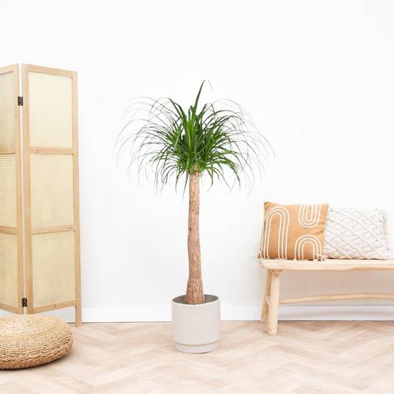 Beaucarnea 130cm - Plante d'intérieur- La Green Touch - Image 3
