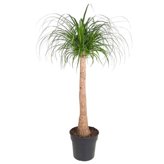 Beaucarnea 130cm - Plante d'intérieur- La Green Touch - Image 1