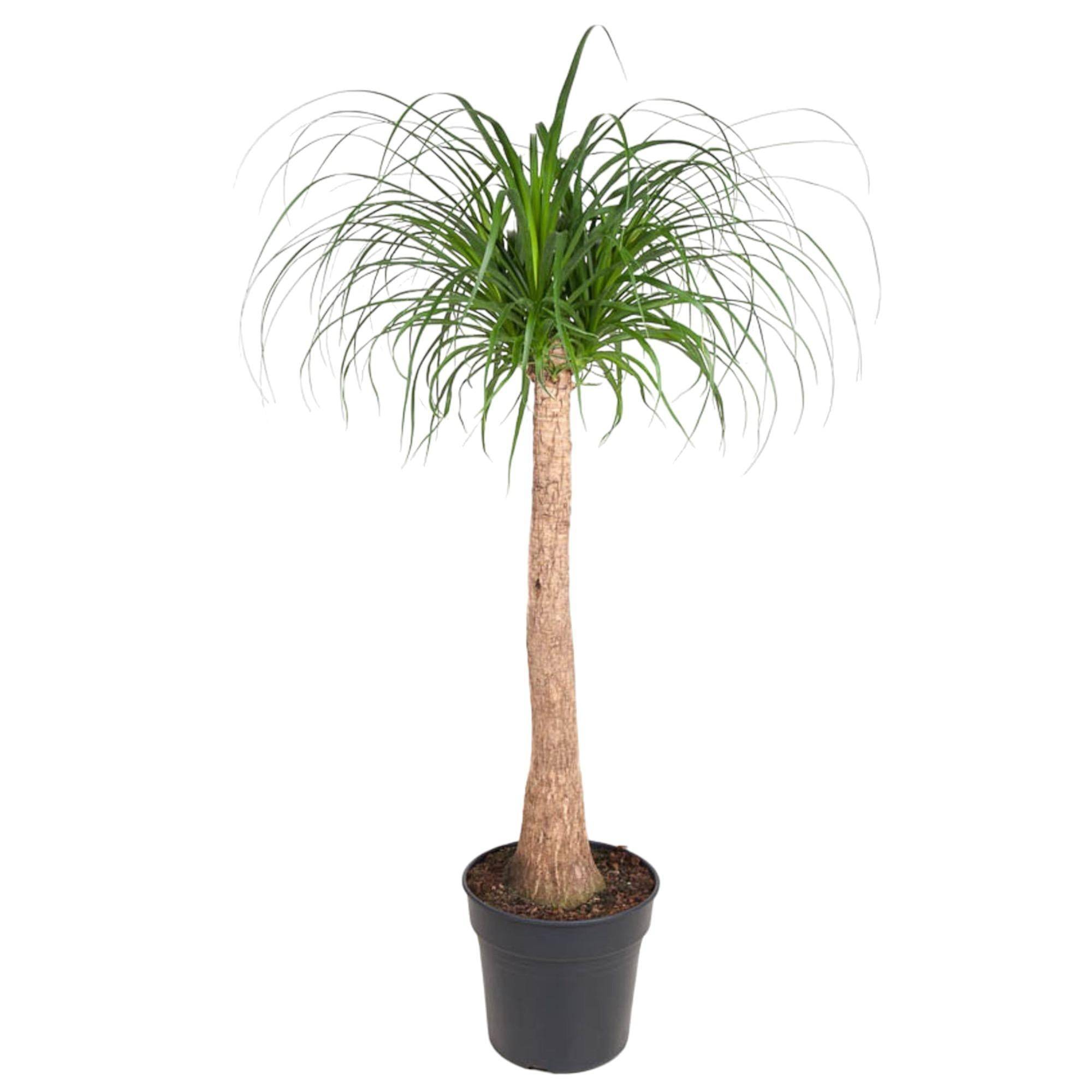 Beaucarnea 130cm - Plante d'intérieur- La Green Touch - Image 1