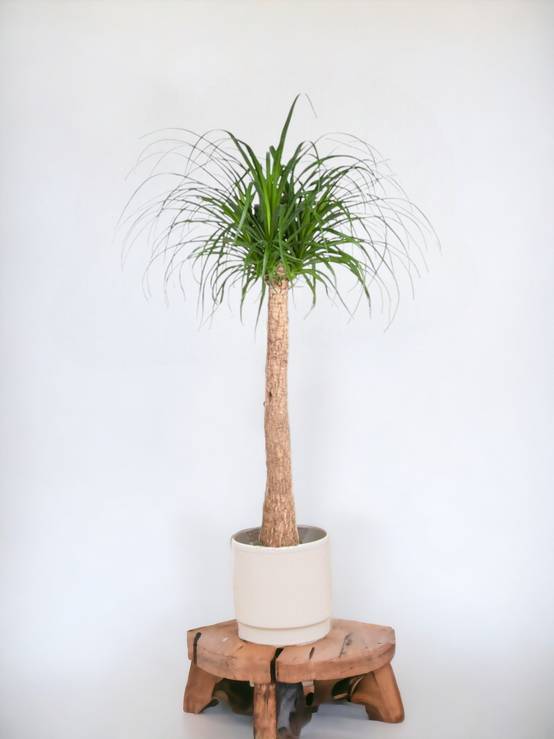 Beaucarnea 130cm - Plante d'intérieur- La Green Touch - Image 2