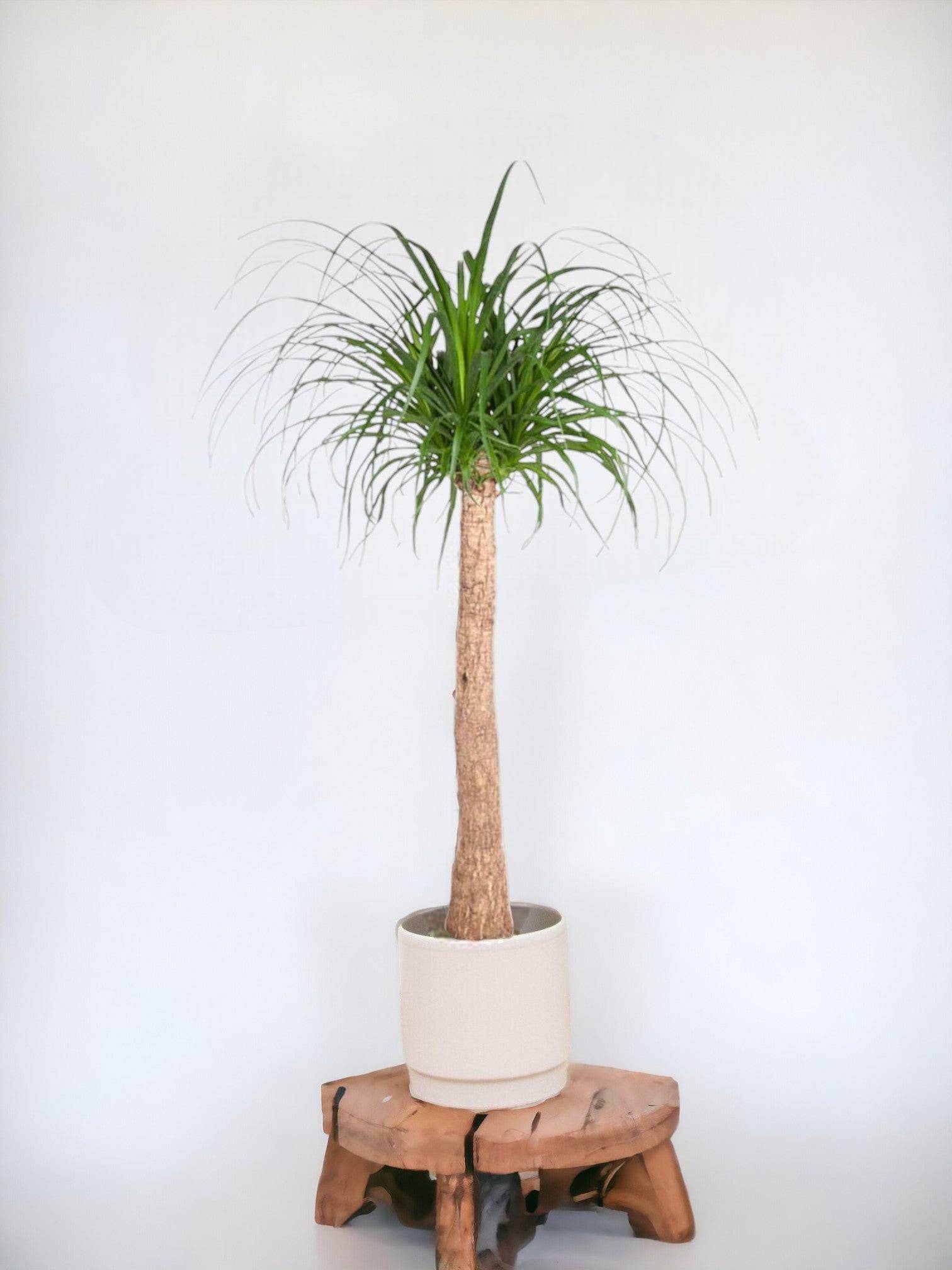 Beaucarnea 130cm - Plante d'intérieur- La Green Touch - Image 2