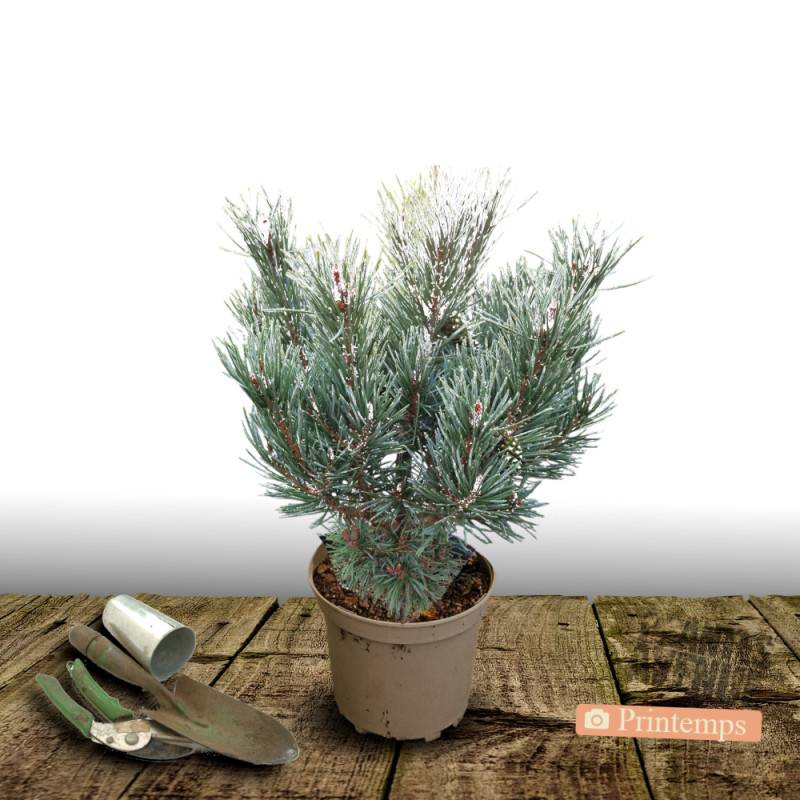 Pin sylvestre nain Chantry Blue, Pinus - Pot de 5L - 40/60 cm - Imagen 5