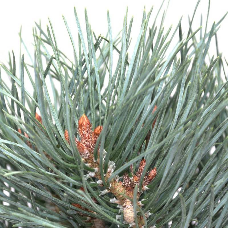 Pin sylvestre nain Chantry Blue, Pinus - Pot de 5L - 40/60 cm