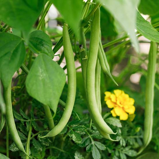Haricot nain mangetout La Victoire le sachet de 200 graines environ (100g)