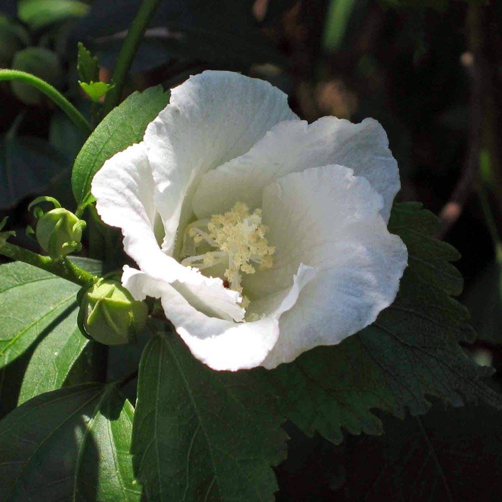 Hibiscus syriacus Diana - Althéa blanc Pot de 3L/4L - Image 1
