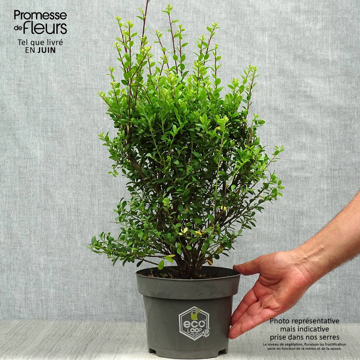Houx crénelé - Ilex crenata Dark Green  Pot de 2L/3L, Buisson, Touffe - Image 2