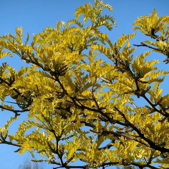 Promesse de Fleurs - Gleditsia triacanthos Shademaster - Févier d'Amérique Pot de 7,5L/10L - Image 1