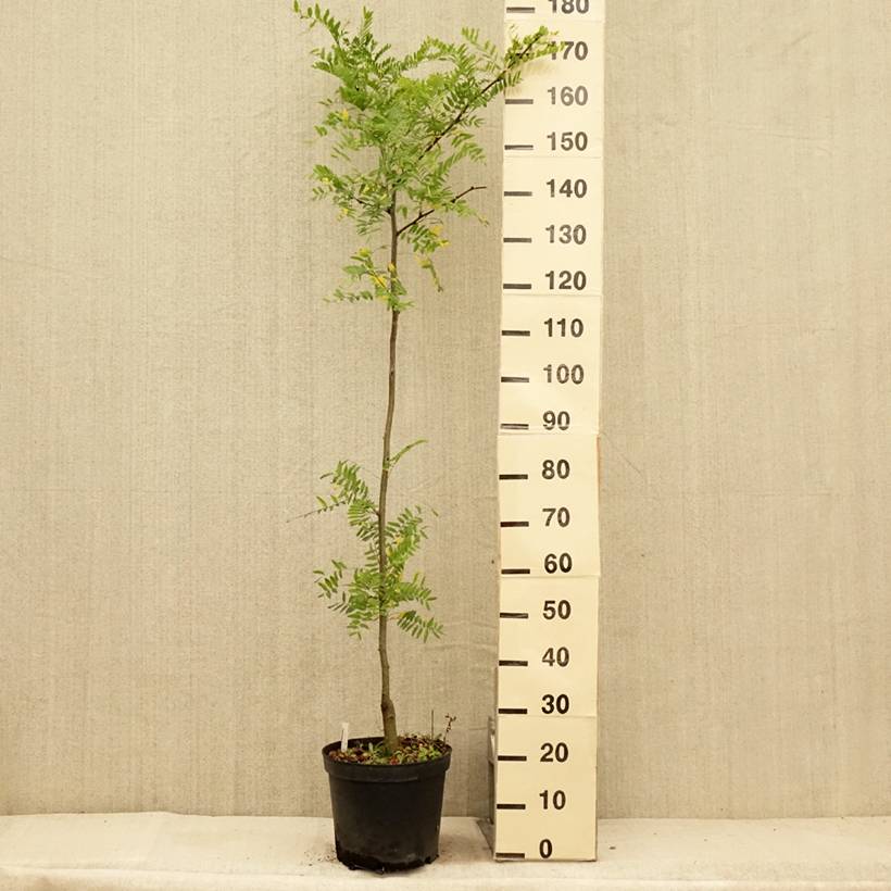 Promesse de Fleurs - Gleditsia triacanthos Shademaster - Févier d'Amérique Pot de 7,5L/10L - Image 2