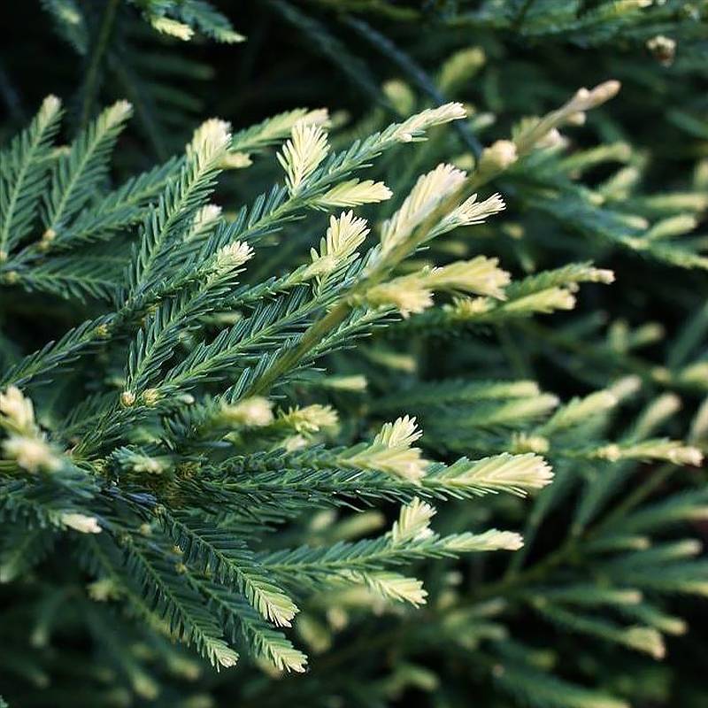 Sequoia sempervirens Adpressa - Séquoia nain Pot de 3L/4L