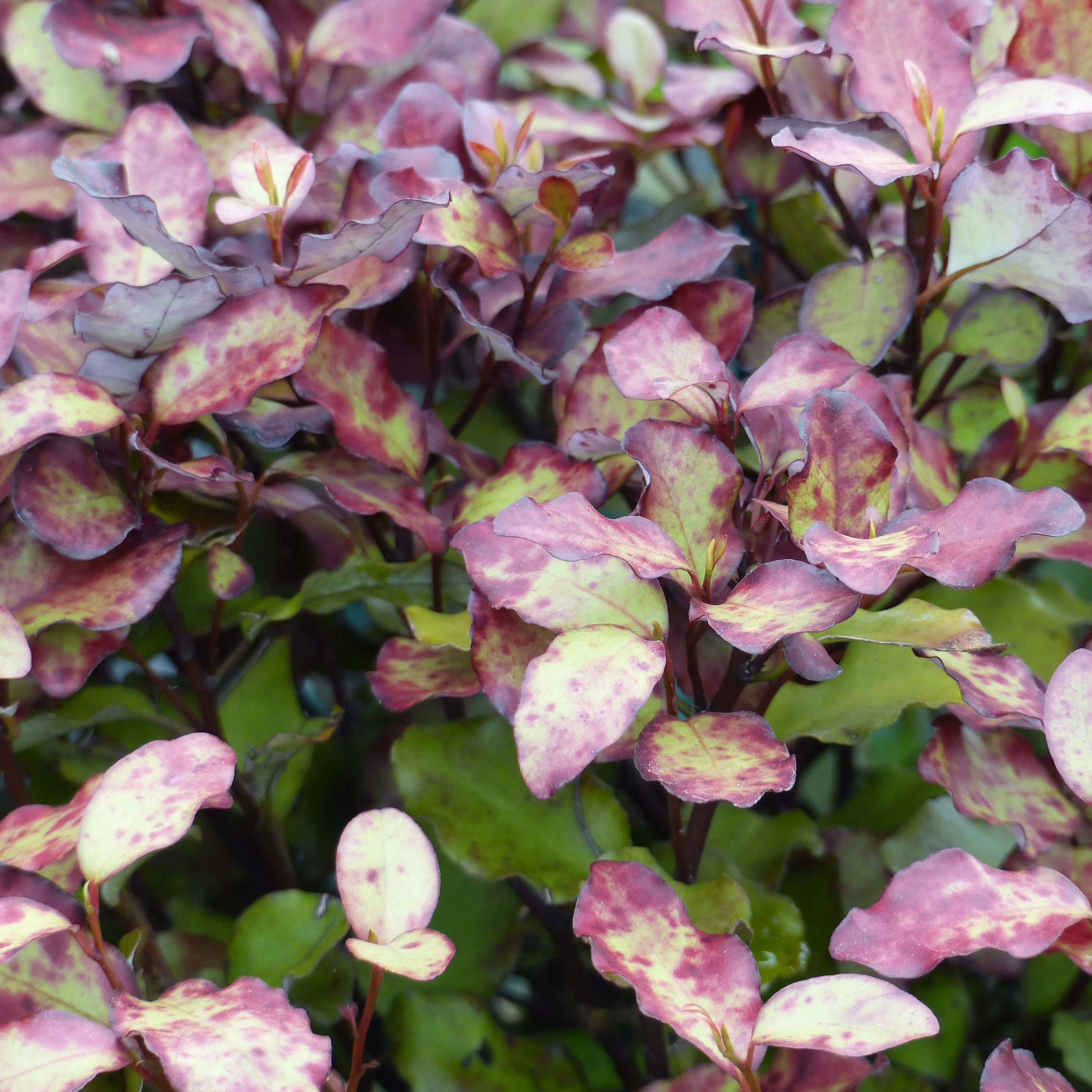 Promesse de Fleurs - Pseudowintera colorata Red Leopard Pot de 2L/3L - Image 1