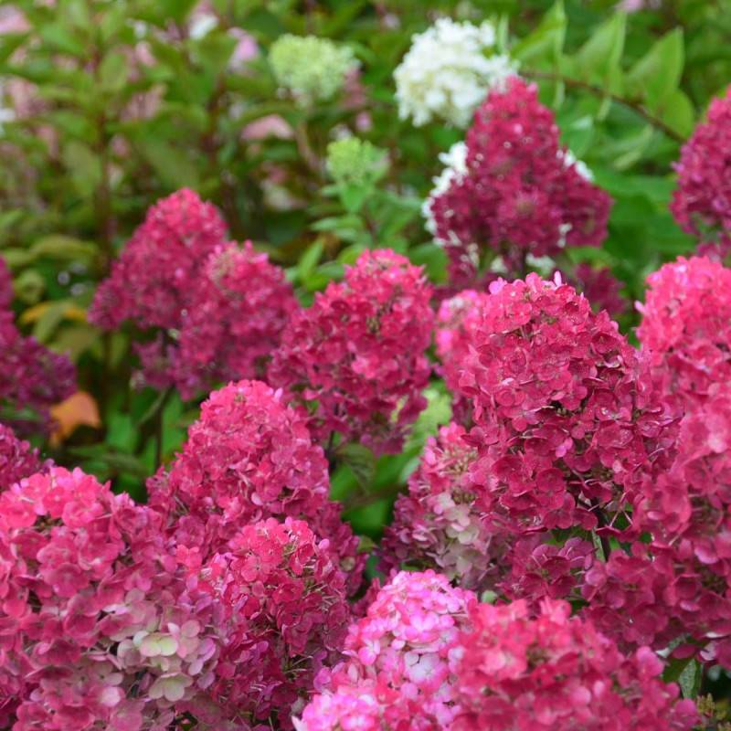 Hortensia paniculata Framboisine ® 'Rensam', Hydrangea paniculata à fleurs Rose/Blanche - feuillage Caduc - Pot de 7,5L - 60/80 cm - Image 3