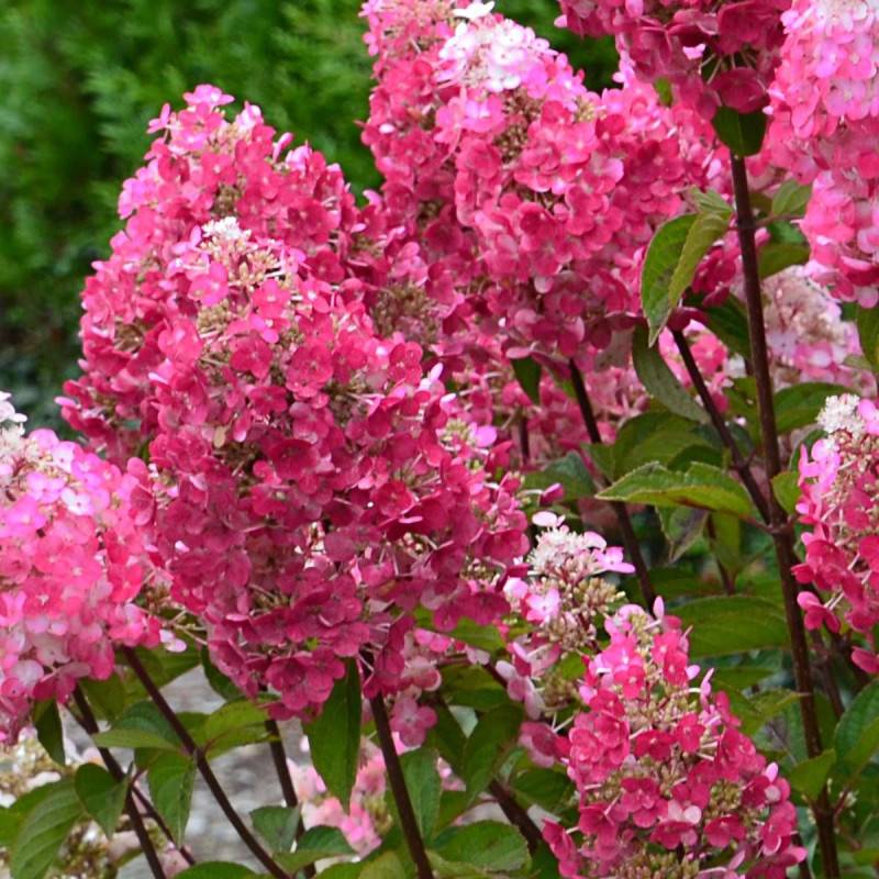 Hortensia paniculata Framboisine ® 'Rensam', Hydrangea paniculata à fleurs Rose/Blanche - feuillage Caduc - Pot de 7,5L - 60/80 cm - Image 2
