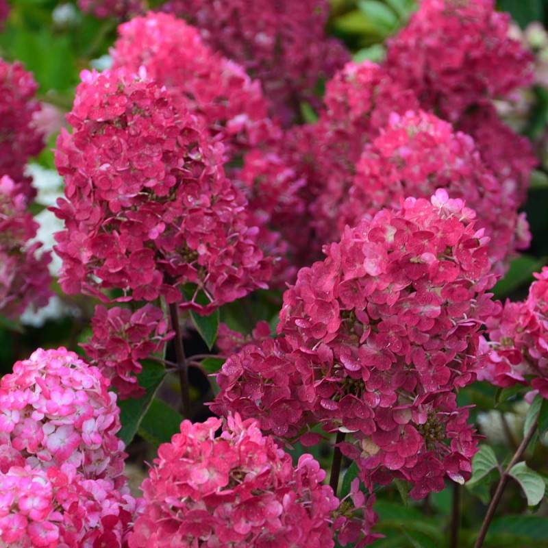 Hortensia paniculata Framboisine ® 'Rensam', Hydrangea paniculata à fleurs Rose/Blanche - feuillage Caduc - Pot de 7,5L - 60/80 cm - Image 4